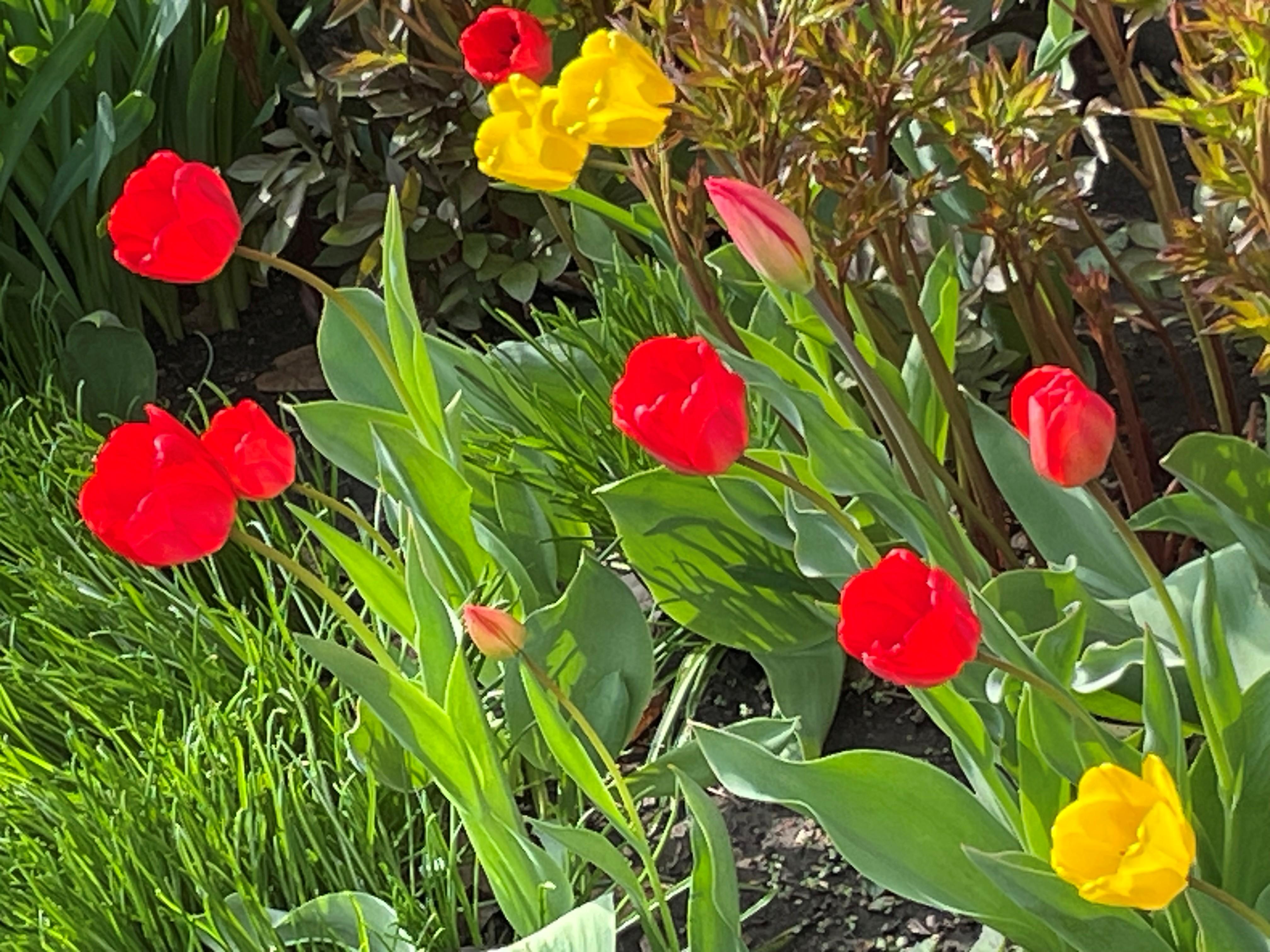 Tulips